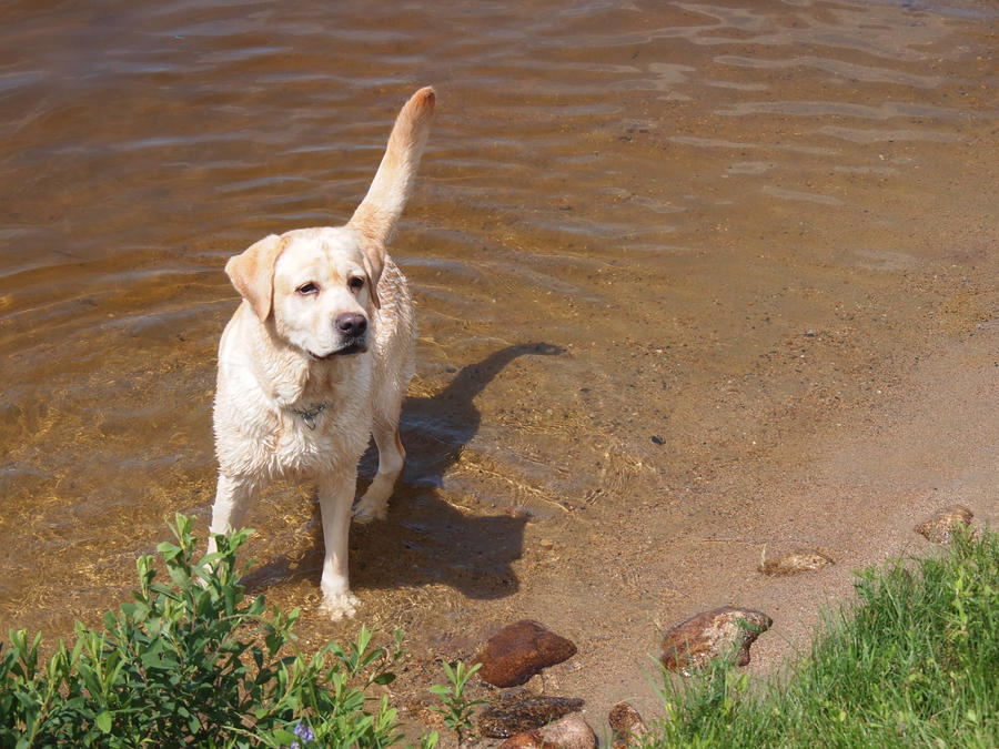 Maya By Pokepunch On DeviantArt maya-by-pokepunch-on-deviantart