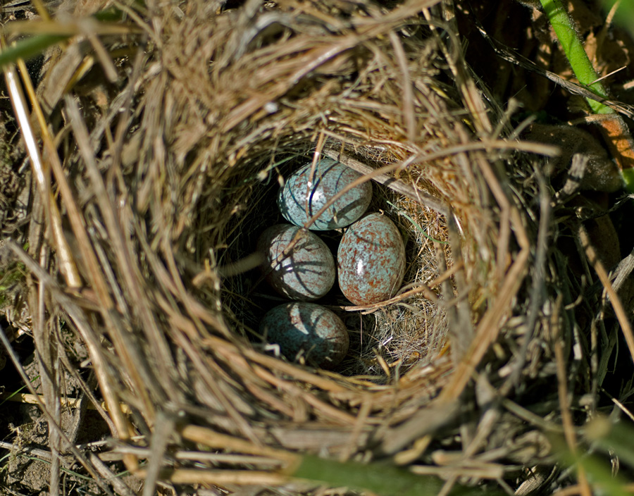 birds nest