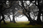 Misty Forest I by Nichofsky