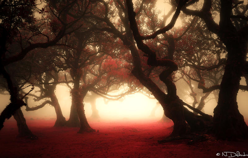 Misty Forest I (Fantasy Version)