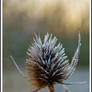 Frosted Teasel...