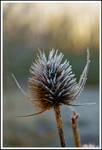 Frosted Teasel... by TheBaldingOne