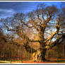 The Major Oak...