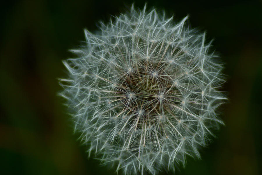 Dandelion Seed Head...