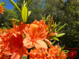 Orange flowers