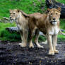 Leonesses