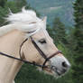 Norwegian fjord horse