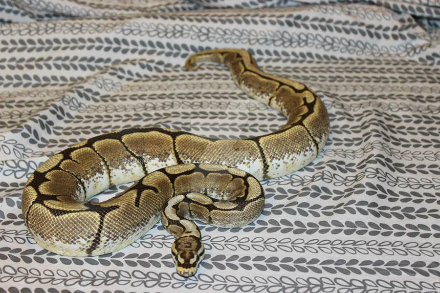 Spider Back Ball Python adult spider ball python by MidnaxHarleyQ on DeviantArt
