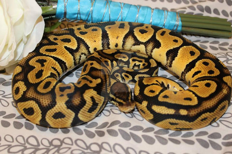 pastel male ball python by MidnaxHarleyQ on DeviantArt