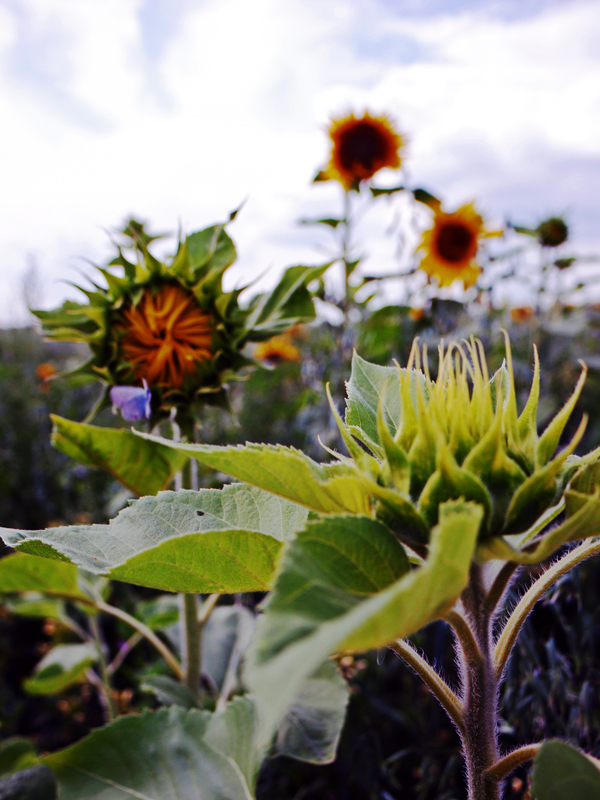 moar sunflowers