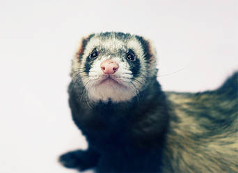 The ferret