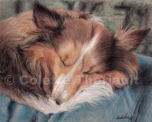 Pastel - Chloe - Sheltie