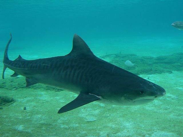 Tiger shark