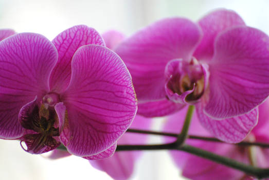 orchids