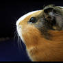 guinea pig 2