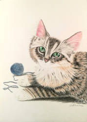 Cat kitten playing yarn