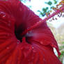 hibiscus and water