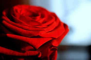 Valentin's Rose