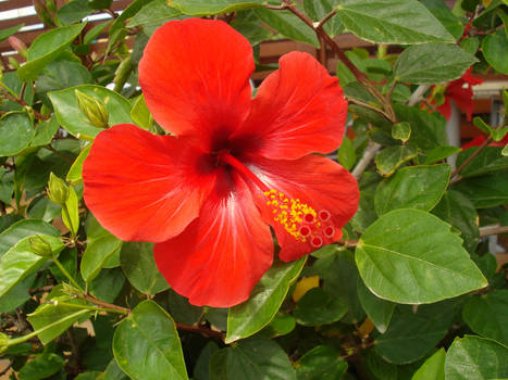 Hibiscus 1