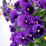 Purple Pansies