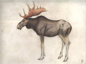 Moose1