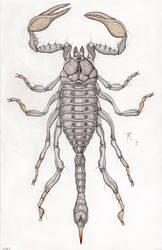 Dagger-tailed scorpion