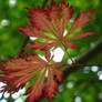 Japanese chestnut