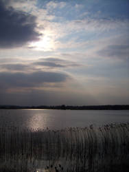 Reeds and the sunset