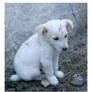 White dog 2