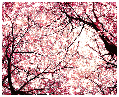 Sakura- Cherry Blossom