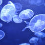 Jelly Fish