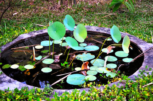 Lotus Pond