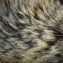 Fur Texture 1