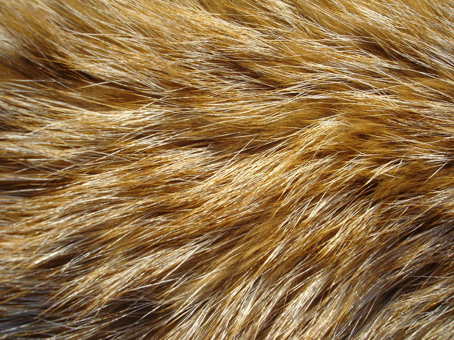 Fur Texture 6