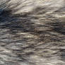 Fur Texture 13