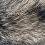 Fur Texture 16