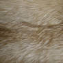 Fur Texture 23