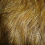 Fur Texture 39
