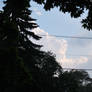 clouds through the trees