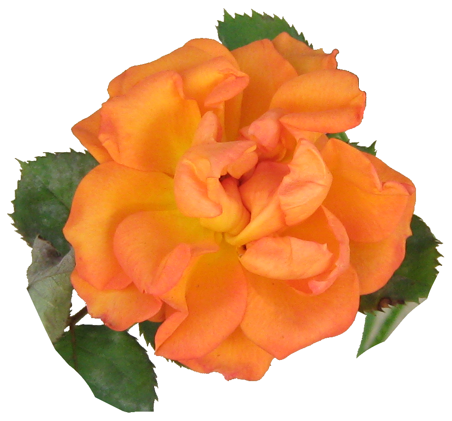 My Orange Rose