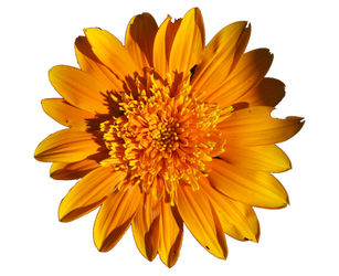 Orangey Yellow flower