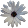 Whitish Flower