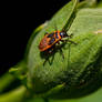 Large milkweed bug