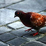 Terminator pigeon