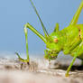 Green buggy macro