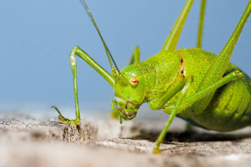 Green buggy macro