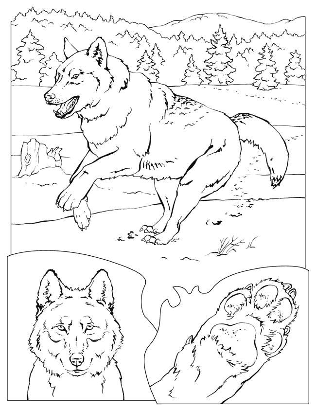 Wolf Lineart