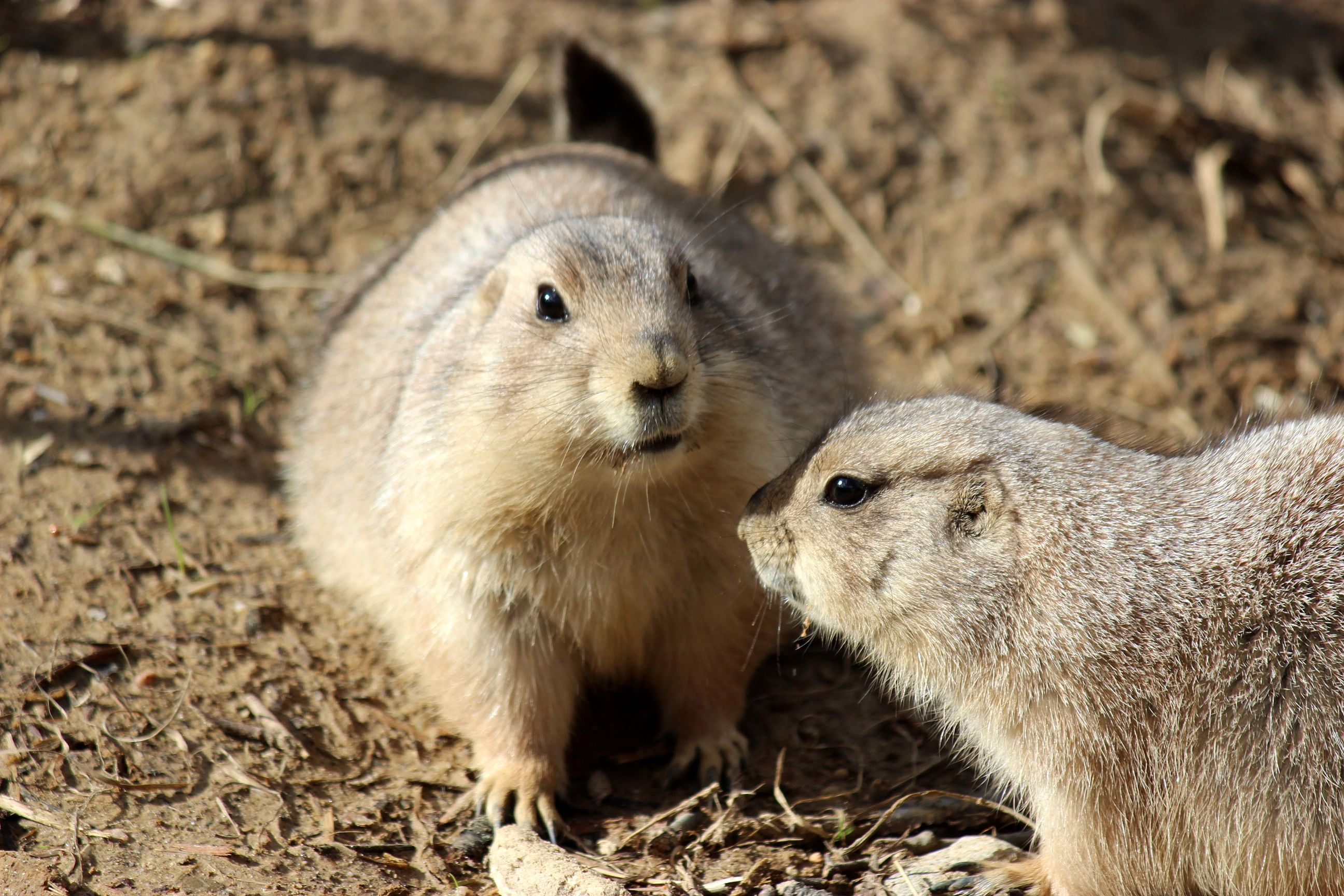 Prairie Dog 3