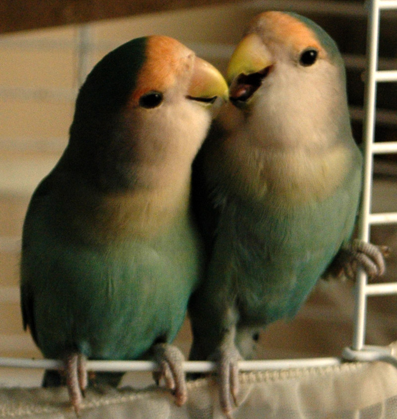 Kissy birds