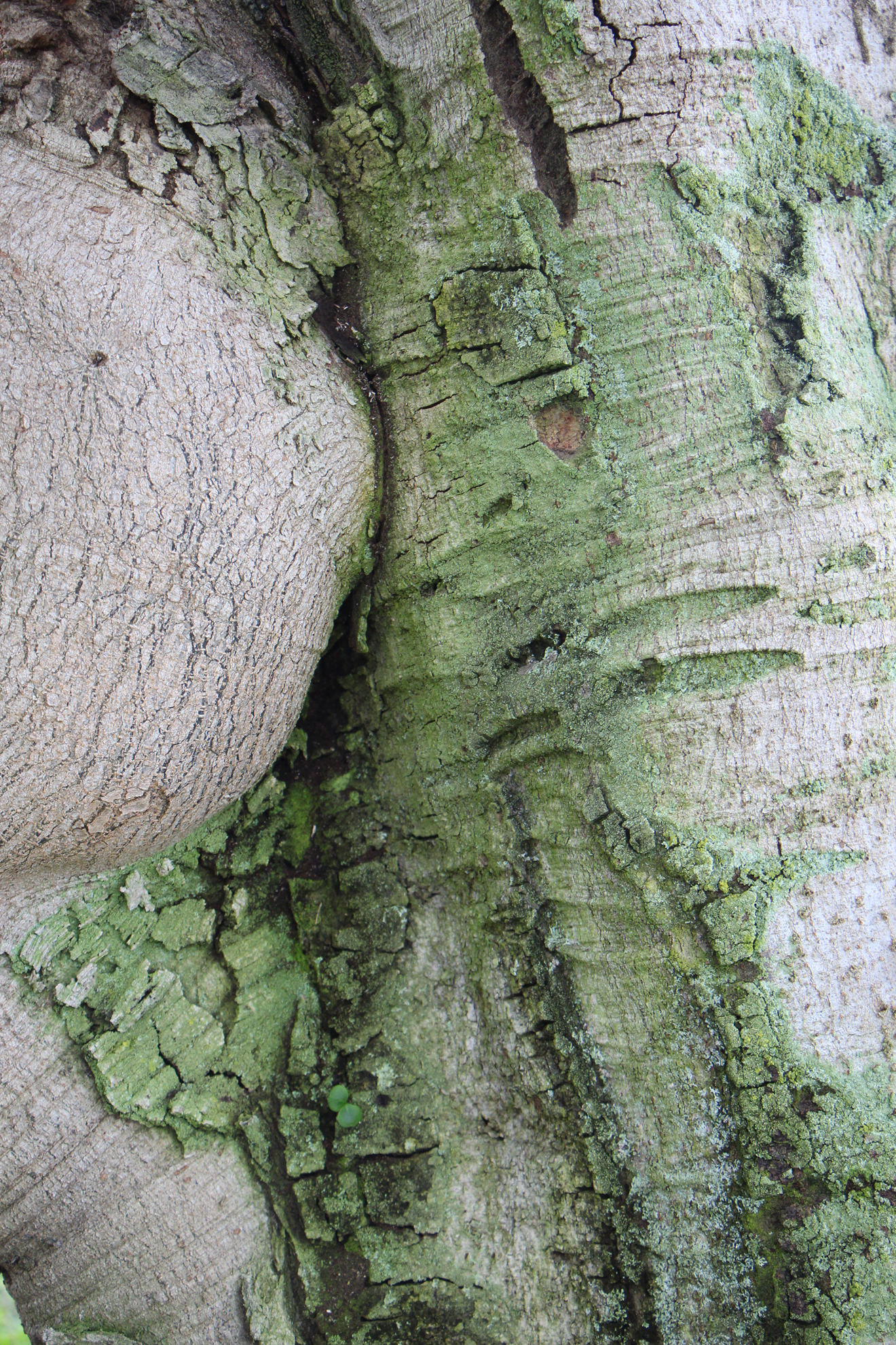 tree trunk with moss